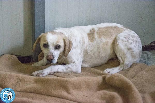 Emily, la delicatezza che chiede solo pace Foto 4